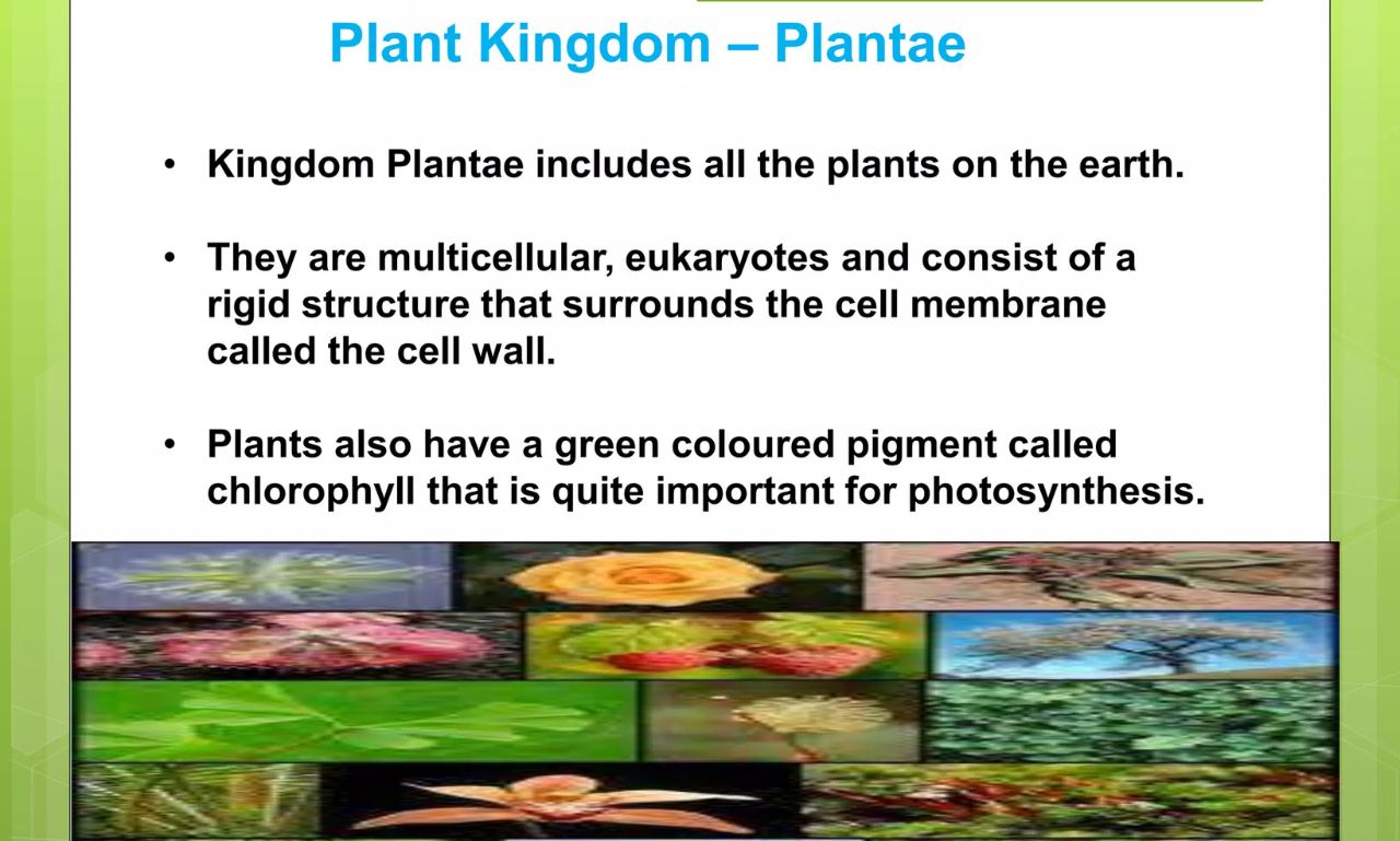 What Is Plantae